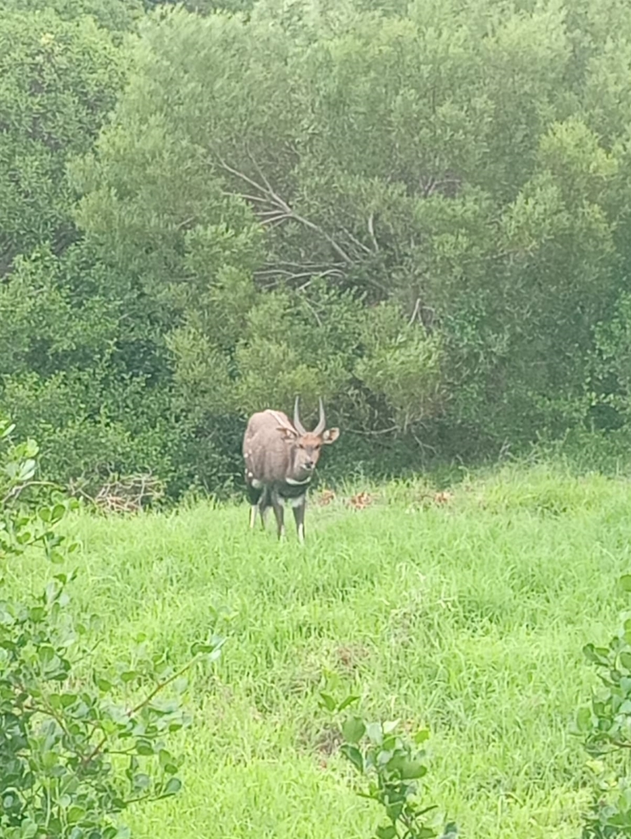 0 Bedroom Property for Sale in Paradise Beach Eastern Cape